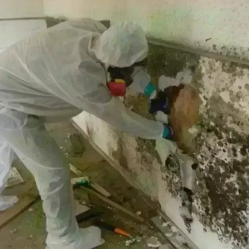 Mold Remediation and Removal in Matheny, CA